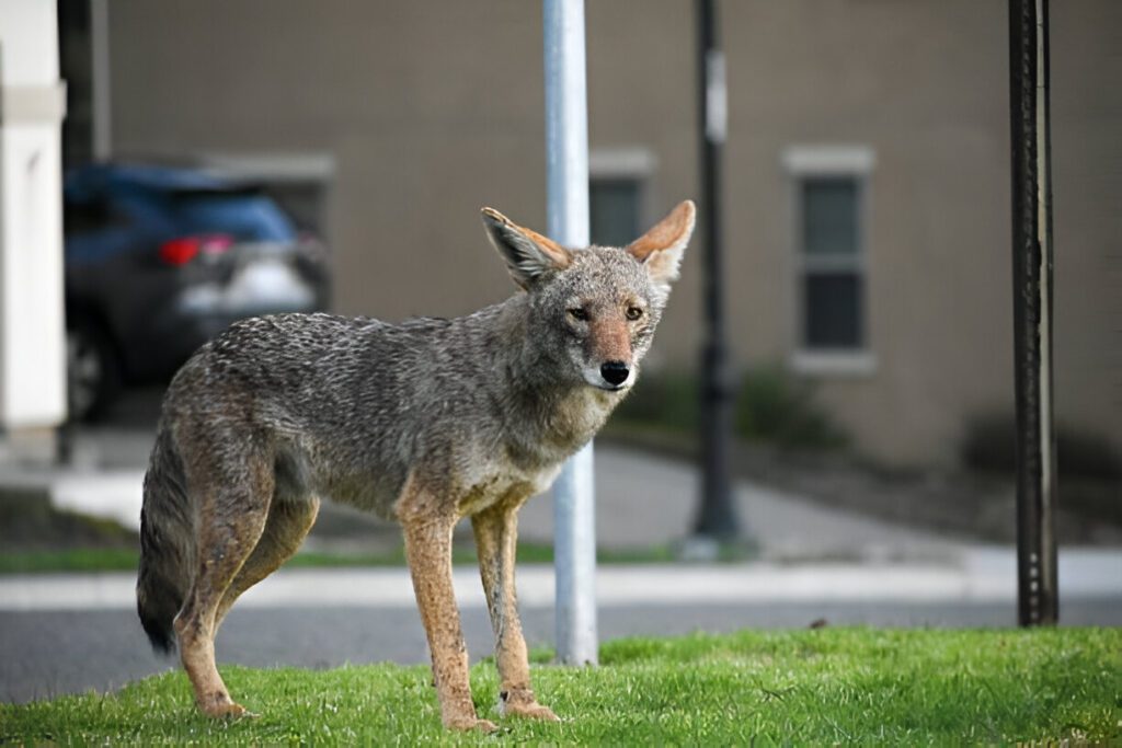 Coyote control services in Brampton.