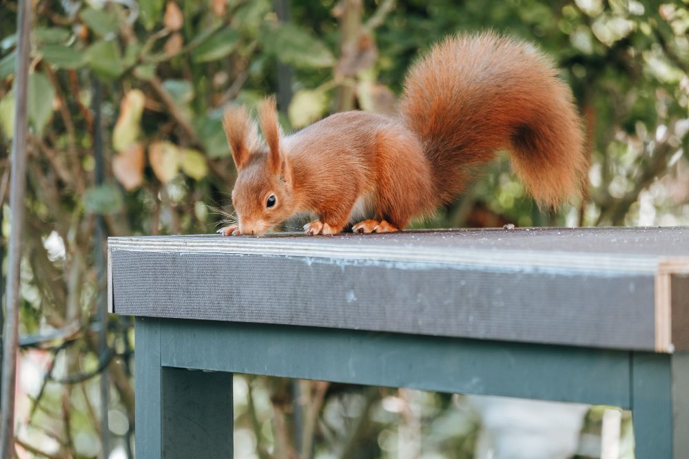 Squirrel on a bench.