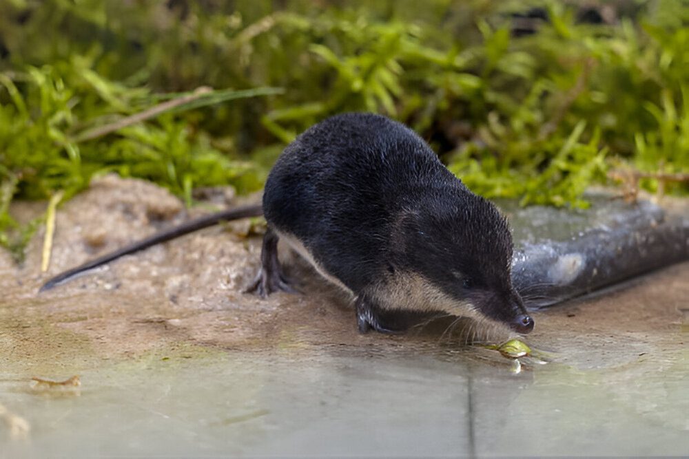 American water shrew control services in Brampton for wetland properties.