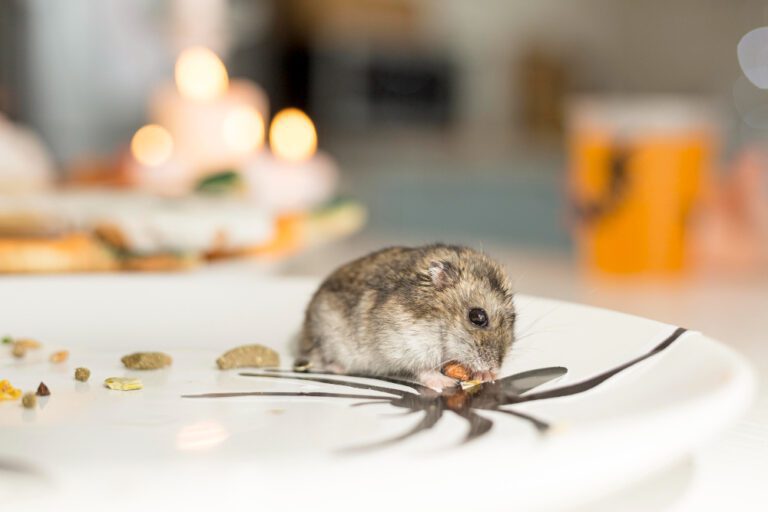 Mice control services in Brampton to protect kitchens and food safety.