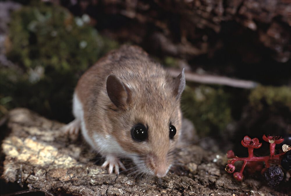White-footed mouse control services for Brampton homes and safety.