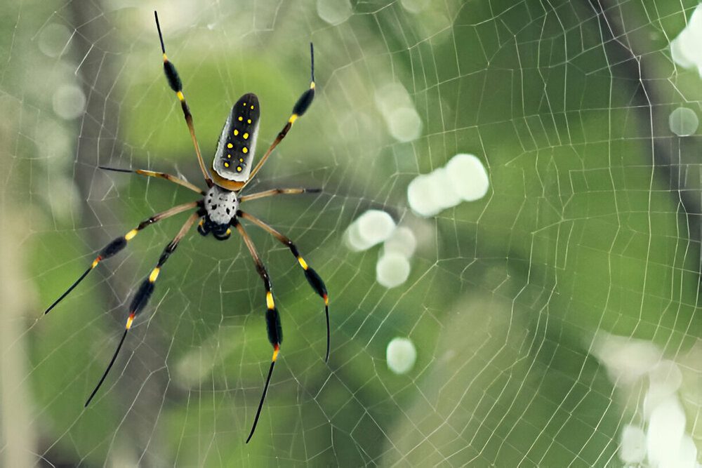 Banana spider control in Brampton to prevent spider infestations in homes and gardens.