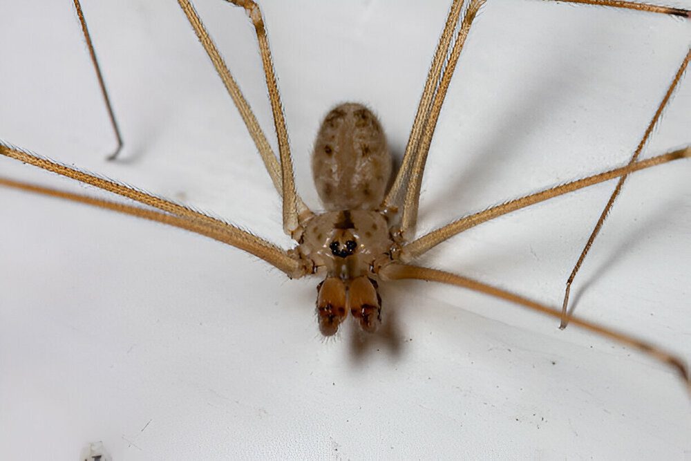 Cellar spider (Daddy Longlegs) removal services in Brampton to eliminate daddy longlegs from your home.