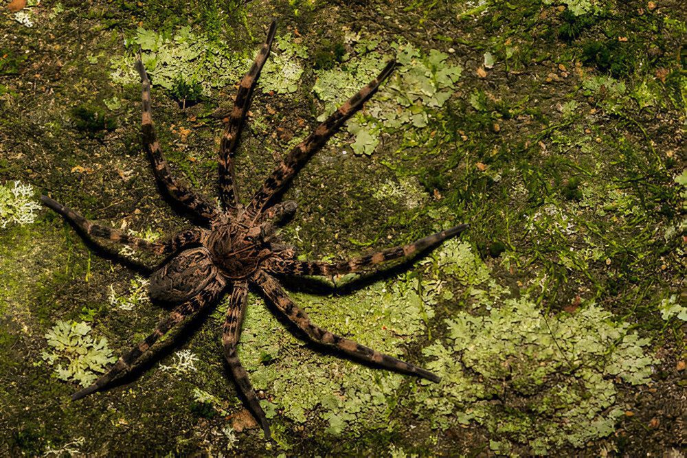 Fishing spiders commonly found near water sources in Brampton homes – professional removal ensures a safe environment.