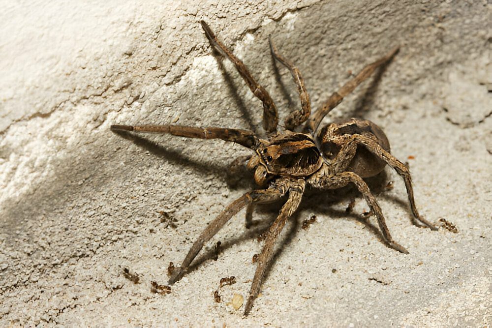 Wolf spiders in Brampton, dangerous poisonous spiders requiring professional pest control.