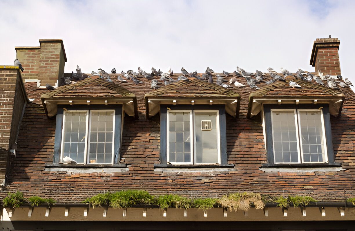 Bird nest removal services in Brampton.