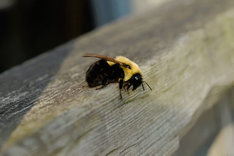 Xylocopa virginica on a wooden surface