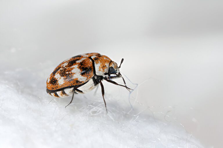 Anthrenus verbasci crawling on a white surface.