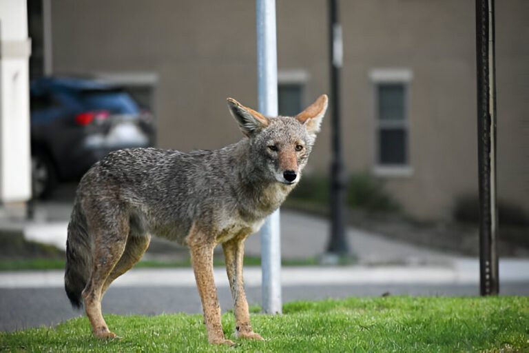 Coyote control services in Brampton.