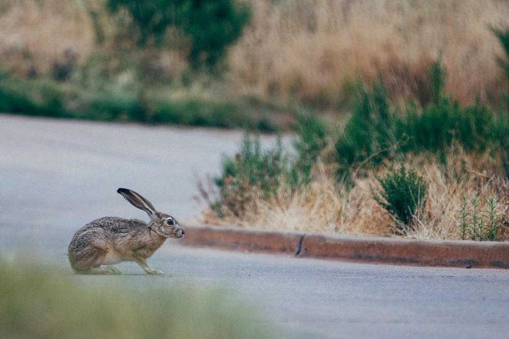 Wildlife control for rabbits in Brampton.