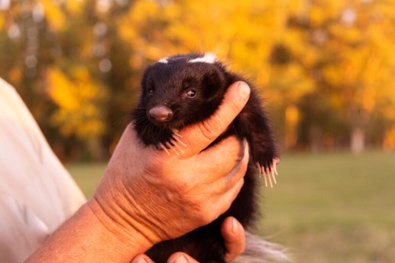 Professional skunk removal in Brampton.