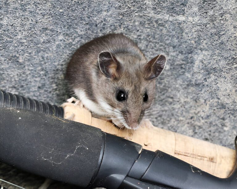 Deer mouse control services in Brampton for a rodent-free home.