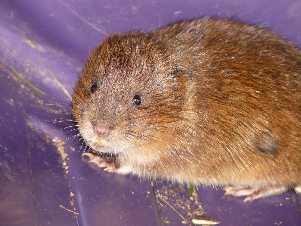 Rock vole control services for safe, vole-free properties in Brampton.