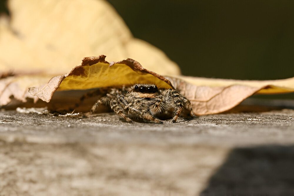 Jumping spiders removal in Brampton to protect homes and businesses from invasive pests.